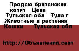 Продаю британских котят › Цена ­ 2 000 - Тульская обл., Тула г. Животные и растения » Кошки   . Тульская обл.